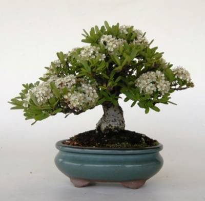 بونسای پیراکانتا کوکسینیا